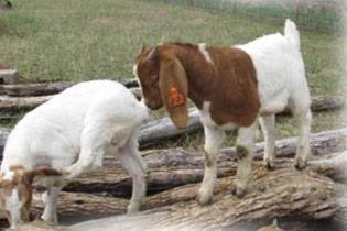 goats 4 sale